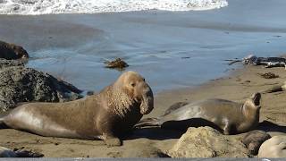 Elephant Seal Sounds Compilation  Mirounga leonina Sounds [upl. by Anetsirk]