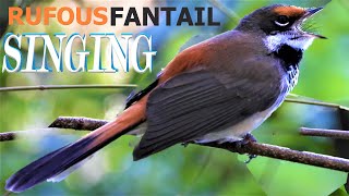 Rufous Fantail Call Bird Song Sound Noises [upl. by Andonis]