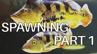 PART 1 SPAWNING Transferring to another aquarium Peacock Bass Cichla Monoculus [upl. by Adnaloy]