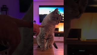 Katzen sehen dich nicht als Menschen 1 CatInfo cat katze catsofyoutube [upl. by Frulla]