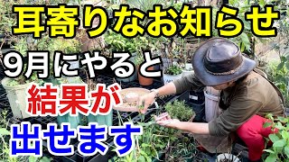 【迷ってる方】9月に入ったらやるべき園芸作業教えます 【カーメン君】【園芸】【ガーデニング】【初心者】 [upl. by Okiron394]