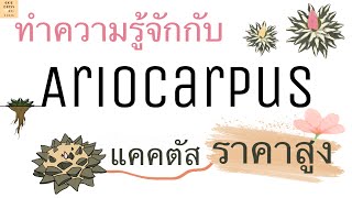 ทำความรู้จักกับ Ariocarpus แคคตัสราคาสูง  ￼อาณาจักรต้นไม้ EP1 [upl. by Eelan421]