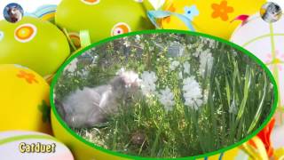 Casper amp Oliver wish Happy Easter 2017 12 04 17 [upl. by Bilek]