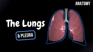 Lungs Function Parts Pleura amp Recesses  Anatomy [upl. by Esined]