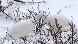 Willow Ptarmigan of Churchill  2014 [upl. by Gibert]