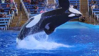 Seaworld San Antonio Orca Show Highlightsteluguvlogsfromusa telangana andhrapradesh hyderabad [upl. by Galligan978]