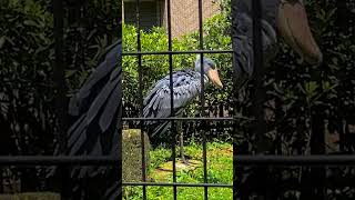 翼を広げるハシビロコウ動物園ハシビロコウ【千葉市動物公園】 [upl. by Rodavlas]