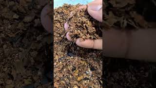 Making Home Compost using Airthereal Revive Electric Kitchen Composter compost review organic [upl. by Dnaltiak]