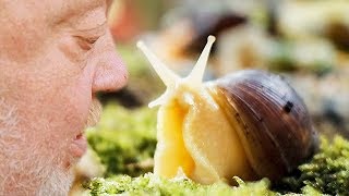 Hmm süße SCHNECKE  NORBERT ZAJAC  Zoo Zajac [upl. by Abie]