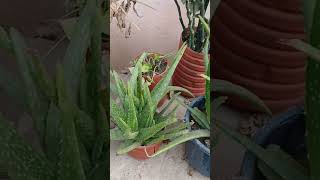 aloeveraplant caremylittlegarden flowers shorts youtubeshorts [upl. by Fennell]