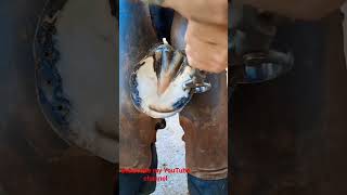 horse hoof cleaning  horse hoof removal viral viralvideo horse horselover horsepower [upl. by Schlenger]