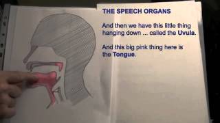 Vocal Jazz Workshop  Phonetics amp Phonology Part 6  Speech Organs [upl. by Hedvige]