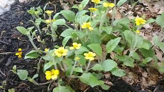 Green and Gold a wonderful native ground cover [upl. by Phene]