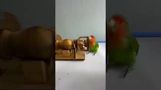 Bird Training  Smart lovebird Parrot  Smart Little Cute Parrot training smartparrot cute [upl. by Ahtabbat]