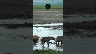 Hyenas Feasting on a Hippo Carcass in the Gloomy Serengeti safarisightings traveldeals [upl. by Ttiwed]