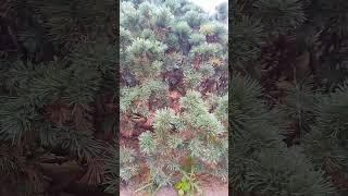 Pinus parviflora plant melodybacanto6572 [upl. by Atwood]