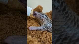 Eating sweet milk tvwildlife pangolin [upl. by Nytsud]