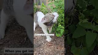 Cats in the catmint homesteading cats catmint [upl. by Burd]