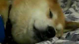 柴犬モモの寝言 Shibainu Somniloquy [upl. by Glanville842]