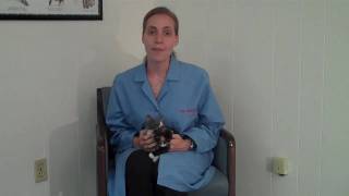 What You Need to Know About Feline Immunodeficiency Virus FIV [upl. by Ettenoj]