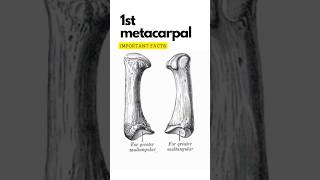 First metacarpal bone important points First carpometacarpal joint shorts 1stmetacarpal [upl. by Wayne]