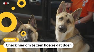 Het is wereld hondendag deze honden redden levens [upl. by Graeme]