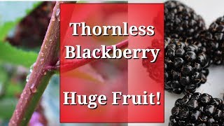 Thornless Blackberry Huge Fruit amp how to prune brambles [upl. by Yslehc]