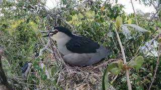 The blackwinged bird is prostrating on the baby afraid of the baby [upl. by Yoccm]