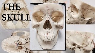 Entire Skull Review [upl. by Ongineb]