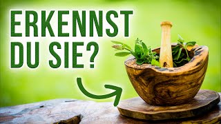 Diese 3 Kräuter kannst du unterwegs essen sehr gesund [upl. by Sirenay]