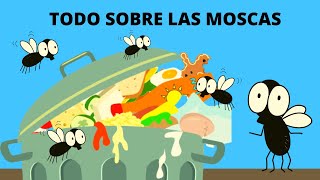 LAS MOSCAS TODO SOBRE LAS MOSCAS LAS MOSCAS EN ESPAÑOL PARA NIÑOS [upl. by Rigby]