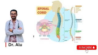 Spinal Cord  Ascending amp Descending Tracts  Spinal Cord Hemisection  Neurology [upl. by Gun499]