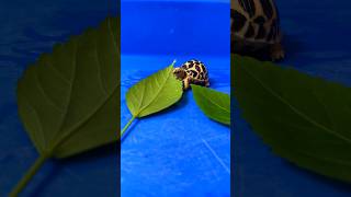 Tortoise Hatchlings  Indian Star Tortoise babies [upl. by Yrod]