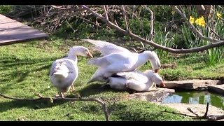 Geese Breeding And Eggs [upl. by Tallu]