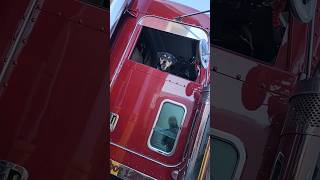 just my baby dog lol unloading in Gaylord MI trucking peterbilt 389peterbilt tanker dog [upl. by Otila]