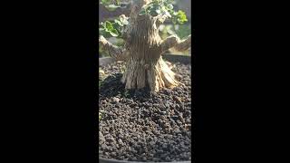 Premna microphylla shorts bonsai premnamicrophylla sancang [upl. by Houser]