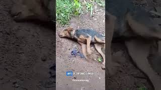 TESTIMONIO REAL DE GUATEMALA  DISTEMPER [upl. by Appleby102]