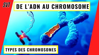 De lADN aux chromosomes comment l’ADN se condense en chromosomes [upl. by Leimad]