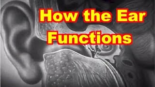 How the Ear Functions [upl. by Arvin]