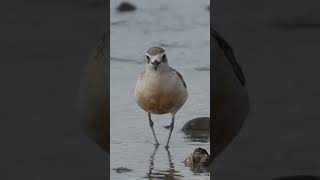 Sorry cutie  New Zealand dotterel  Birds in New Zealand [upl. by Mihcaoj]