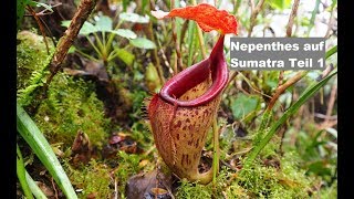 32 Nepenthes Kannenpflanze auf Sumatra Teil 1  Fleischfressende Pflanze  Green Jaws [upl. by Marek159]