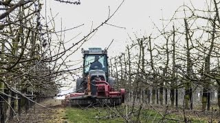 Fendt 211V am Süßkirschen häckseln [upl. by Tatianna]