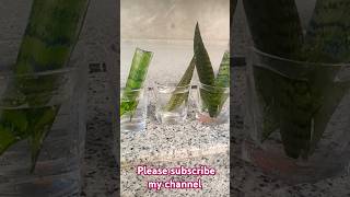 Propagate the snake plant 🌱🌱🌱🌱🌱 easytowork shashigarden ytshorts [upl. by Danete]