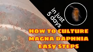 How to Culture Magna Daphnia Easily [upl. by Ettevets]