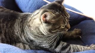 Feline Observational Video VIII  Tacy the Cat Kneading [upl. by Garlanda]