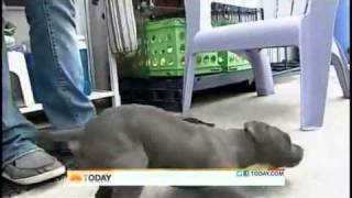 Paralyzed Puppy Thrown in a Trash Can Gets Rescuedflv [upl. by Markland]