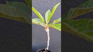 How to Quickly Get Mature Loquat Trees by Cleft Grafting on SeedGrown Loquat Seedings  枇杷树嫁接技术 [upl. by Jeanie378]