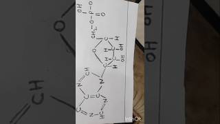 Structure Of AMP। Adenosine Mono Phosphate AMP Structure।shorts shortsyoutube viralshorts [upl. by Enaffit]