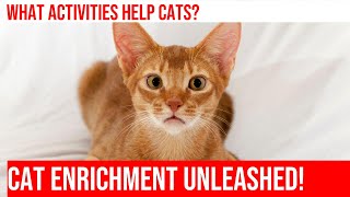 Cat Enrichment Ideas Keep Your Kitty Entertained amp Happy [upl. by Blair]