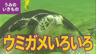 水の生き物（13）ウミガメのなかま：アオウミガメ／アカウミガメ／タイマイ [upl. by Egide833]